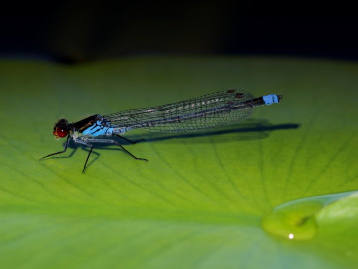 Empreinte biodiversité : "Il ne faut pas attendre l'émergence de l'indicateur idéal, car il sera trop tard !"